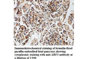 Image no. 1 for anti-ADP-Ribosylation Factor 3 (ARF3) antibody (ABIN1574780)
