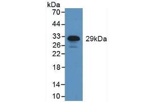 Detection of NE in Human Leukocyte Cells using Polyclonal Antibody to Neutrophil Elastase (NE) (ELANE anticorps  (AA 30-247))