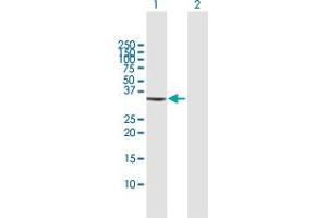 Western Blot analysis of GOLPH3 expression in transfected 293T cell line by GOLPH3 MaxPab polyclonal antibody.