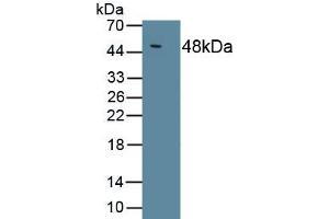 Detection of Recombinant IL10, Chicken using Polyclonal Antibody to Interleukin 10 (IL10) (IL-10 anticorps  (AA 22-175))