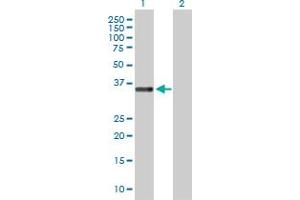 Western Blot analysis of STEAP1 expression in transfected 293T cell line by STEAP1 MaxPab polyclonal antibody. (STEAP1 anticorps  (AA 1-339))