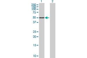 Western Blot analysis of SIGLEC6 expression in transfected 293T cell line by SIGLEC6 MaxPab polyclonal antibody. (SIGLEC6 anticorps  (AA 1-437))