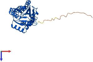 AlphaFold protein structure predicition of Mouse Recombinant Dhrs4 Protein, UniprotID Q99LB2