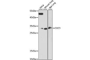 Western blot analysis of extracts of various cell lines, using CLIC3 antibody (ABIN7266336) at 1:1000 dilution. (CLIC3 anticorps  (AA 87-236))