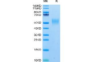 Biotinylated Human SLAMF1 on Tris-Bis PAGE under reduced condition.