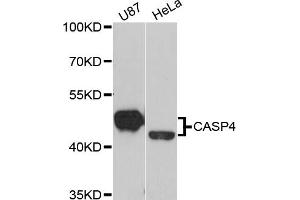 Western blot analysis of extracts of various cell lines, using CASP4 antibody. (Caspase 4 anticorps)