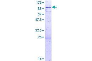 Image no. 1 for ATPase Family, AAA Domain Containing 3B (ATAD3B) (AA 1-648) protein (GST tag) (ABIN7477831)