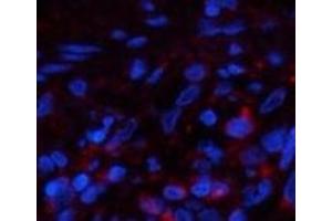 Immunofluorescence analysis of Human lung tissue using PPIB Monoclonal Antibody at dilution of 1:200.