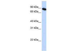 ZNF780A antibody used at 0. (ZNF780A anticorps  (N-Term))