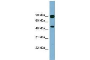 Image no. 1 for anti-Acylglycerol Kinase (AGK) (AA 107-156) antibody (ABIN6744135)