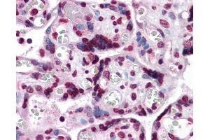 Anti-KPNA7 antibody IHC of human placenta. (KPNA7 anticorps  (N-Term))
