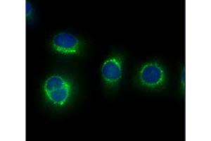 ICC/IF analysis of CAPNS1 in HeLa cells line, stained with DAPI (Blue) for nucleus staining and monoclonal anti-human CAPNS1 antibody (1:100) with goat anti-mouse IgG-Alexa fluor 488 conjugate (Green).