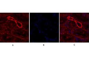 Immunofluorescence analysis of rat kidney tissue.
