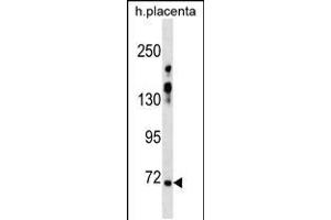 Western blot analysis in human placenta tissue lysates (35ug/lane). (ZNF251 anticorps  (N-Term))
