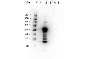 Western Blot of Rabbit anti-Mouse IgG2a antibody. (Lapin anti-Souris IgG2a (Heavy Chain) Anticorps - Preadsorbed)