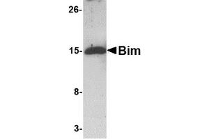 Western Blotting (WB) image for anti-BCL2-Like 11 (Apoptosis Facilitator) (BCL2L11) antibody (ABIN1031697) (BIM anticorps)