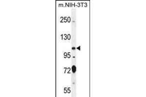 SPECC1 Antibody (Center) (ABIN656081 and ABIN2845427) western blot analysis in mouse NIH-3T3 cell line lysates (35 μg/lane).