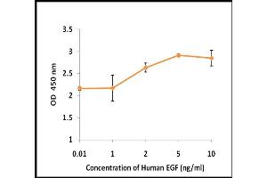 Activity Assay (AcA) image for Epidermal Growth Factor (EGF) (Active) protein (ABIN5509294) (EGF Protéine)