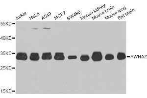 Western blot analysis of extracts of various cell lines, using YWHAZ antibody. (14-3-3 zeta anticorps)