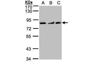 Image no. 1 for anti-MutL Homolog 1 (MLH1) (AA 373-735) antibody (ABIN467426) (MLH1 anticorps  (AA 373-735))