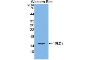 Western Blotting (WB) image for anti-Mucosae Associated Epithelia Chemokine (AA 20-115) antibody (ABIN1869143) (Mucosae Associated Epithelia Chemokine (AA 20-115) anticorps)