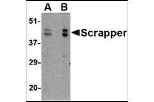 Western blot analysis of SCRAPPER in A20 cell lysate with this product at (A) 0. (FBXL20 anticorps  (C-Term))