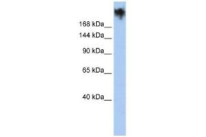 PKDREJ antibody used at 1 ug/ml to detect target protein.