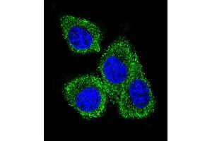 Confocal immunofluorescent analysis of GCDFP-15 Antibody (C-term) (ABIN655074 and ABIN2844706) with MDA-M cell followed by Alexa Fluor 488-conjugated goat anti-rabbit lgG (green).