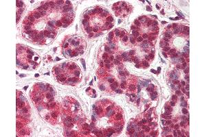 Anti-NUR77 antibody IHC of human breast. (NR4A1 anticorps  (AA 401-414))