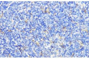 Immunohistochemistry of paraffin-embedded Mouse spleen using CTSB Polyclonal Antibody at dilution of 1:100 (40x lens). (Cathepsin B anticorps)
