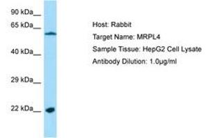 Image no. 1 for anti-Mitochondrial Ribosomal Protein L4 (MRPL4) (AA 111-160) antibody (ABIN6750215)