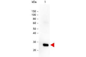 Western Blot of Goat anti-HUMAN λ (lambda chain) Peroxidase Conjugated antibody. (Chèvre anti-Humain lambda (Light Chain) Anticorps (HRP) - Preadsorbed)