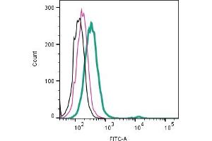 Cell surface detection of  TMEM150C by indirect flow cytometry in live intact human  monocytic leukemia cell line: + goat-anti-rabbit-FITC. (TMEM150C anticorps  (Extracellular))