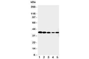 Western blot testing of Cdk7 antibody and Lane 1:  HeLa