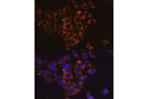 Immunofluorescence analysis of C6 cells using Caspase-6 antibody (ABIN7266119). (Caspase 6 anticorps)
