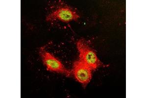 IF analysis of SFPQ using anti-SFPQ antibody (ABIN7603089) and anti-Tubulin Alpha antibody (ABIN7600339). (SFPQ anticorps  (Middle Region))