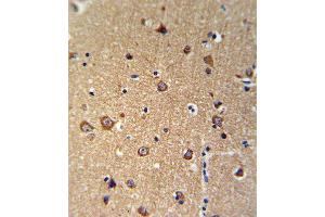 ANKH Antibody (C-term) (ABIN653697 and ABIN2843016) IHC analysis in formalin fixed and paraffin embedded brain tissue followed by peroxidase conjugation of the secondary antibody and DAB staining. (ANKH anticorps  (C-Term))