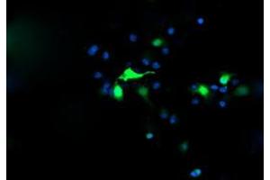 Image no. 3 for anti-Chromosome 2 Open Reading Frame 62 (C2orf62) antibody (ABIN1497051) (C2orf62 anticorps)