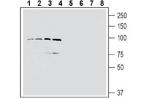 Western blot analysis of human MCF-7 breast adenocarcinoma cell line lysate (lanes 1 and 5), human U-87 MG glioblastoma cell line lysate (lanes 2 and 6), human Jurkat T-cell leukemia cell line lysate (lanes 3 and 7) and human THP-1 monocytic leukemia cell line lysate (lanes 4 and 8): - 1-4. (EPH Receptor A4 anticorps  (Extracellular, N-Term))