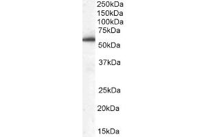 ABIN184747 (0. (DBNL anticorps  (N-Term))