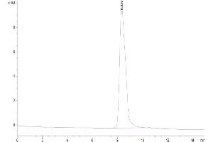 The purity of Biotinylated Human TPBG is greater than 95 % as determined by SEC-HPLC.