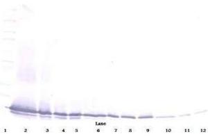 Image no. 3 for anti-Chemokine (C-C Motif) Ligand 21 (CCL21) antibody (ABIN465507) (CCL21 anticorps)