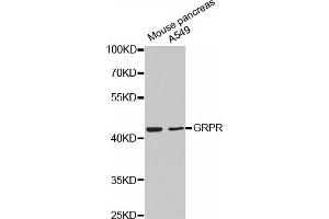 Western blot analysis of extracts of various cell lines, using GRPR antibody (ABIN5971515).