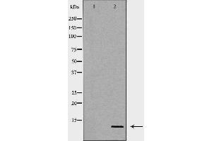 Western blot analysis of extracts of mouse lung , using SCGB1A1 antibody.