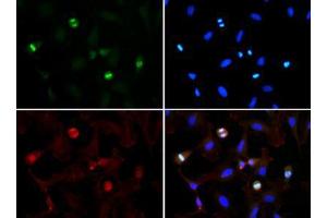Immunofluorescence of Rabbit Anti-Histone H3 [Trimethyl Lys56] Antibody.