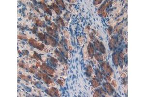 Used in DAB staining on fromalin fixed paraffin- embedded stomach tissue (CD46 anticorps  (AA 157-365))