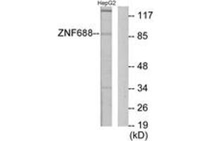 Western Blotting (WB) image for anti-Zinc Finger Protein 785 (ZNF785) (AA 91-140) antibody (ABIN2889695) (ZNF785 anticorps  (AA 91-140))
