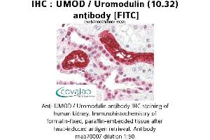 Image no. 1 for anti-Uromodulin (UMOD) antibody (FITC) (ABIN1723062) (Uromodulin anticorps  (FITC))