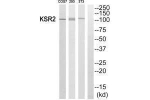 Western blot analysis of extracts from COS7, 293 and 3T3 cells, using KSR2 antibody. (KSR2 anticorps)