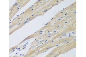 Immunohistochemistry of paraffin-embedded Mouse heart using WDR77 Polyclonal Antibody at dilution of 1:200 (40x lens). (WDR77 anticorps)